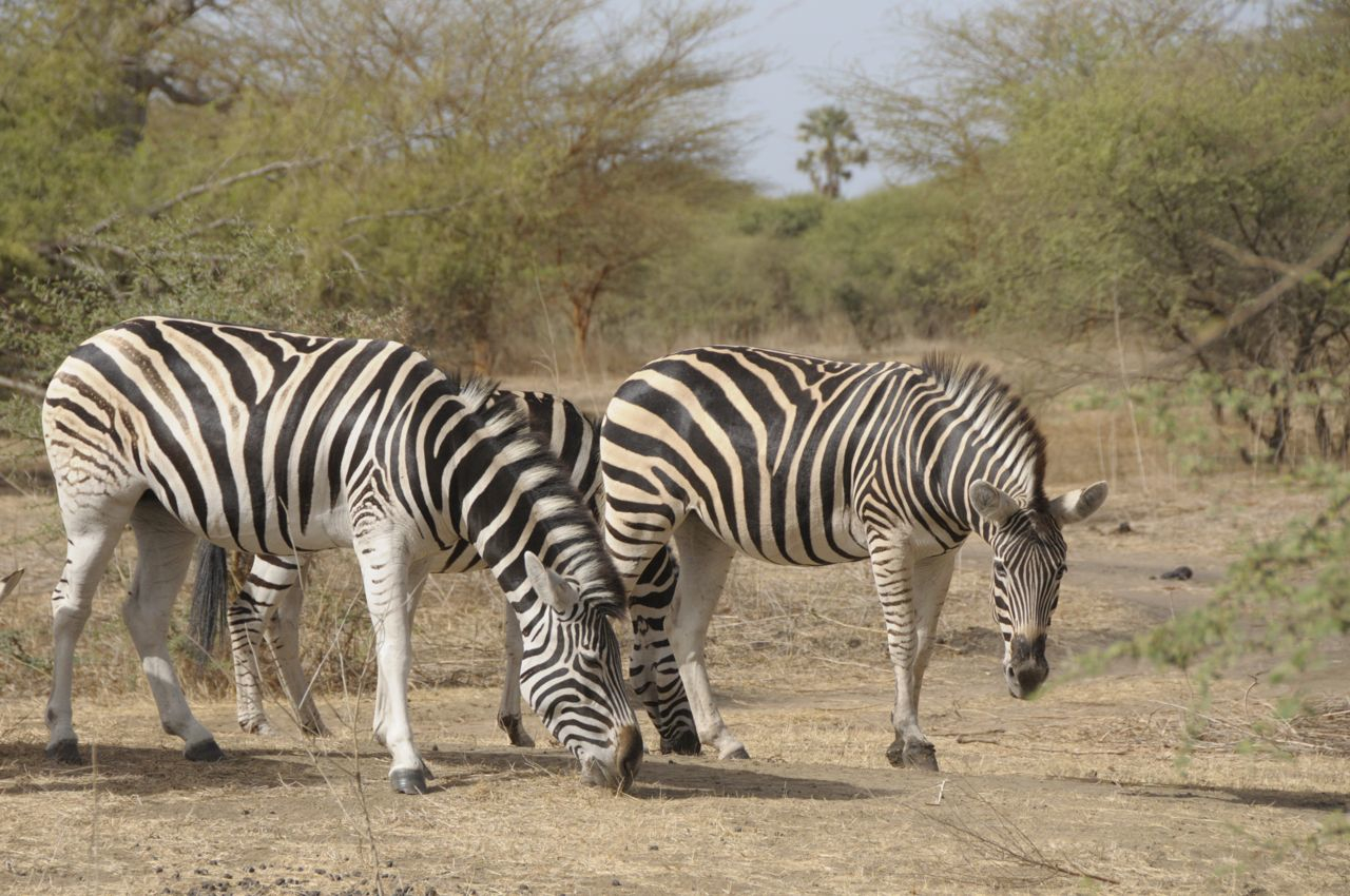 Excursion à la Réserve de Bandia