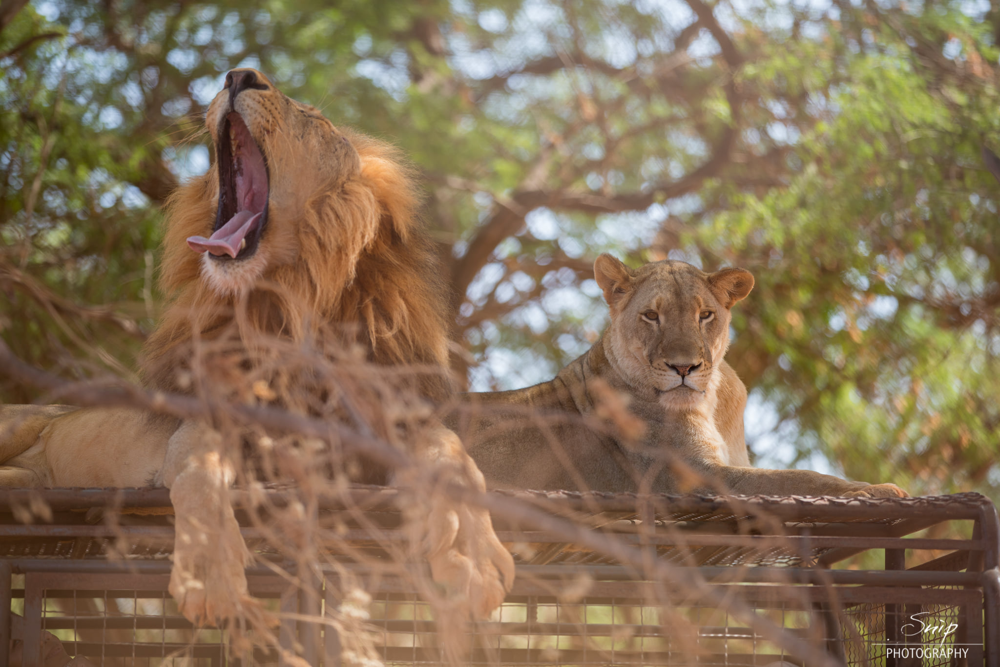 Réserve de Bandia et Ranch au Lions
