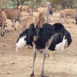 excursions-senegal-17