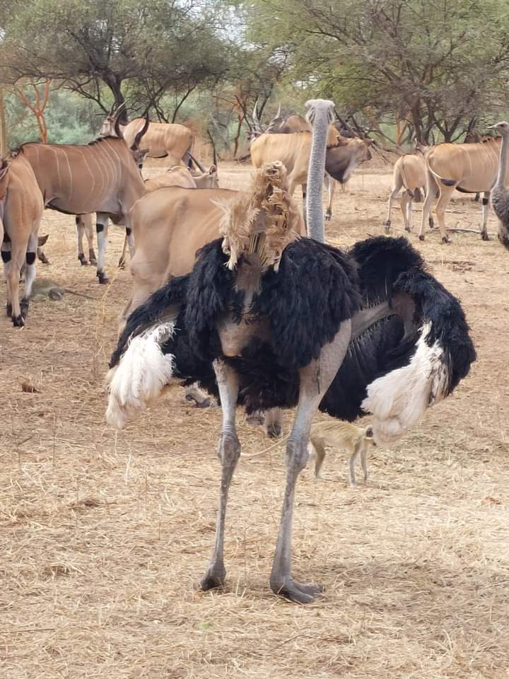 excursions-senegal-17